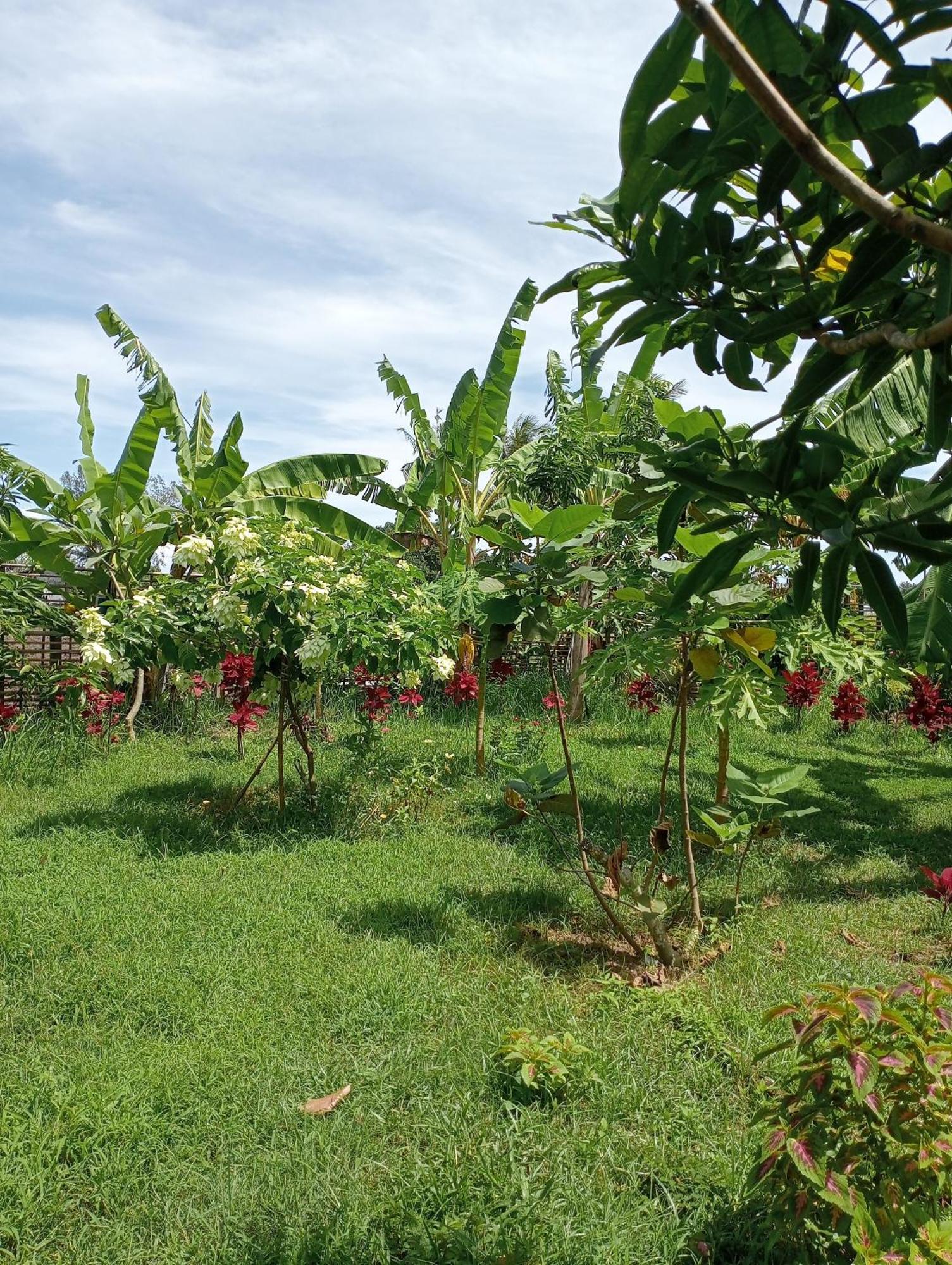 The Daun Puntik Homestay Pemenang ภายนอก รูปภาพ