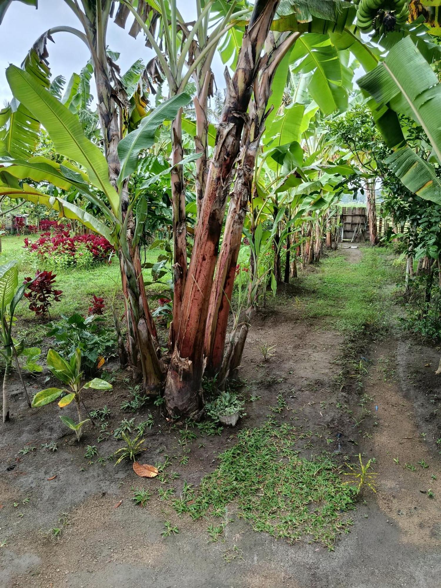 The Daun Puntik Homestay Pemenang ภายนอก รูปภาพ